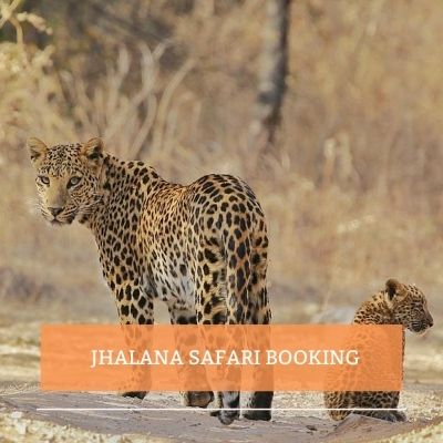 amagarh leopard safari booking