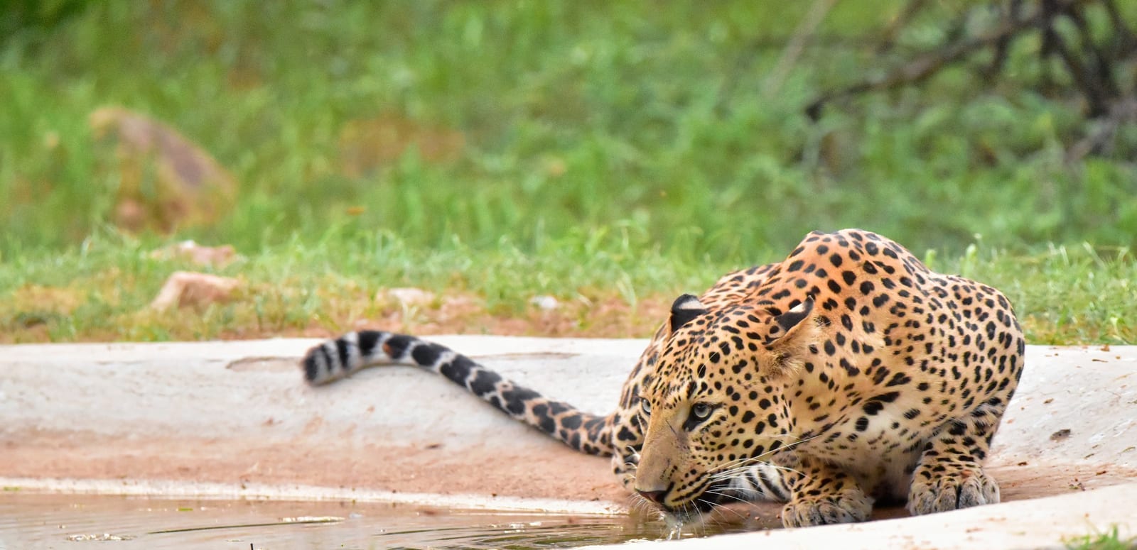 Pink leopard spotted in Rajasthan